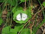 28127 Butterfly Small Cabbage White (Pieris rapae).jpg